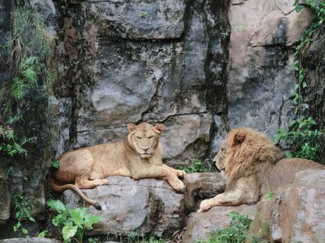 A pair of lions resting on a rocky terrain in a natural habitat setting.