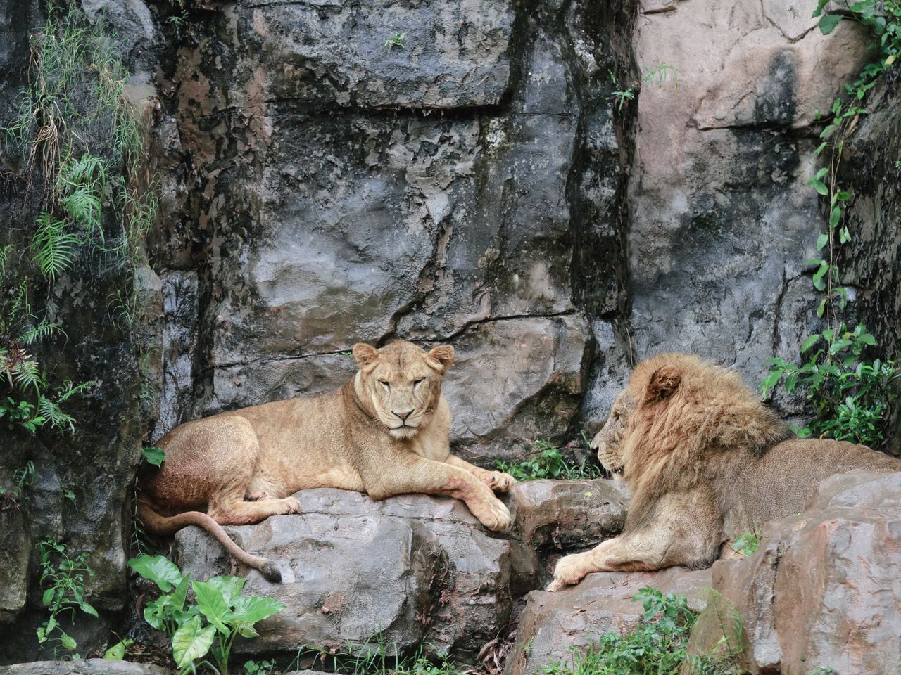 a pair of lions resting on a rocky terrain in a natural habitat settin