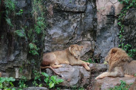 Two lions resting peacefully on rocks amid lush greenery, showcasing natural habitat.