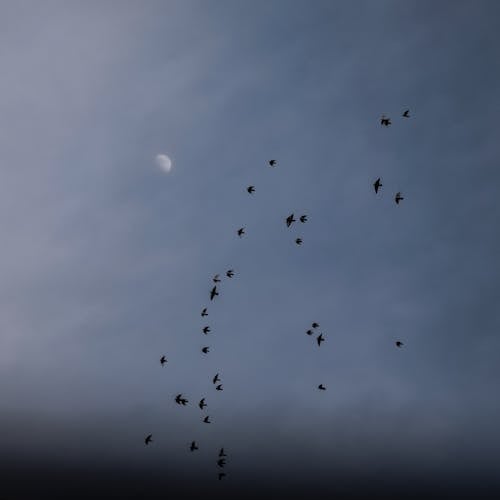 คลังภาพถ่ายฟรี ของ การบิน, ซิลูเอตต์, ท้องฟ้า