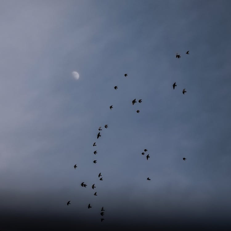 Photo Of Birds Flying