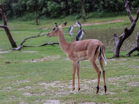 A lone antelope in a lush grassy field, under gentle rain, adding tranquility to the scene.