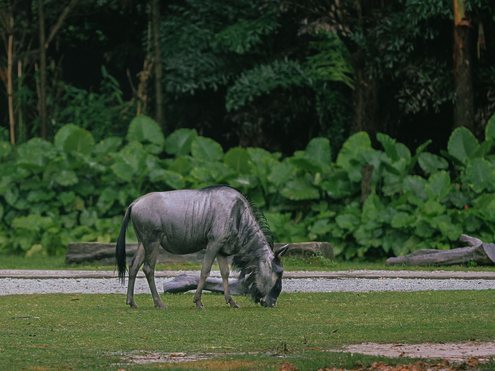 A blue wildebeest grazing peacefully on grass with a dense green backdrop.