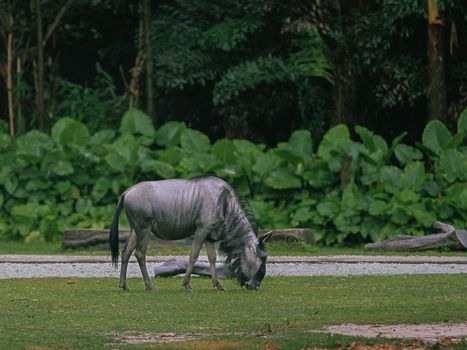 A blue wildebeest grazing peacefully on grass with a dense green backdrop.