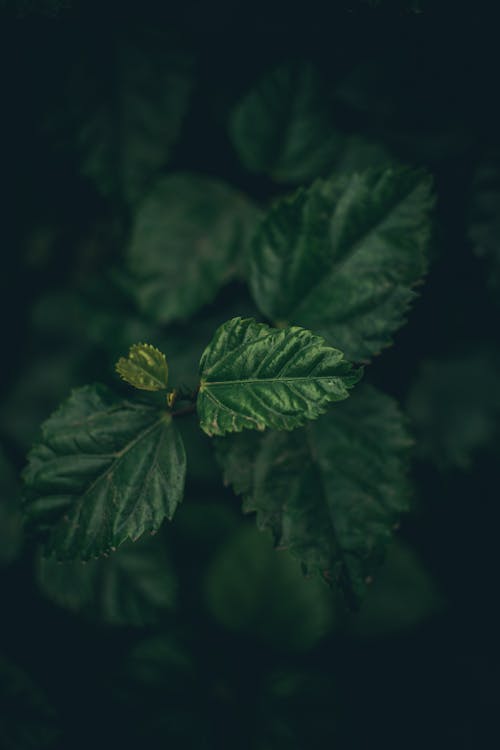 Top View of Fresh Green Leaves 