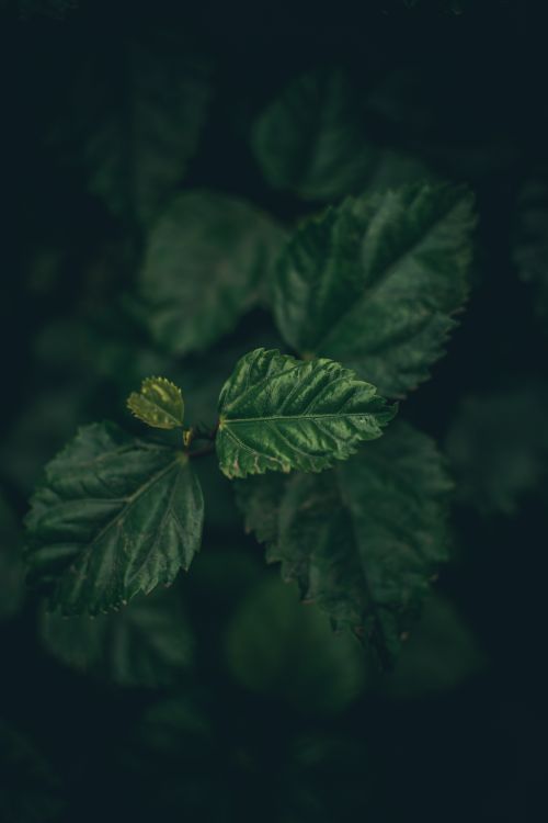 Free A detailed close-up of vibrant green leaves with a moody background, showcasing natural beauty. Stock Photo