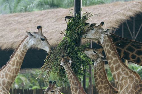 Free A group of giraffes feeding on greens in an outdoor habitat. Stock Photo