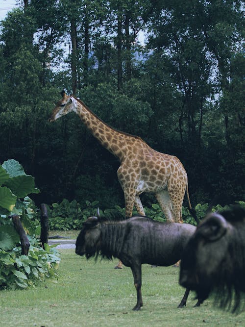 Foto d'estoc gratuïta de animals, domesticat, fotografia d'animals