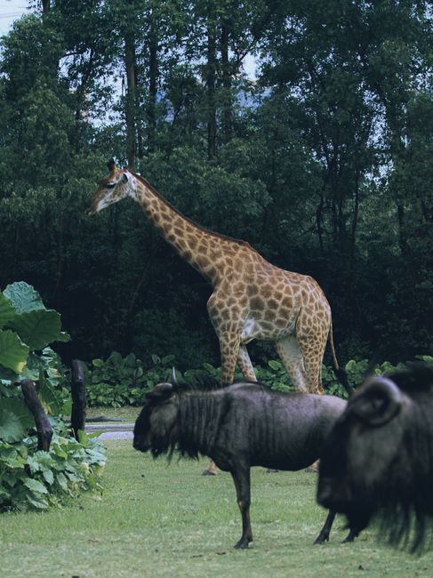 Giraffe and wildebeest roaming in lush green wildlife scenery.