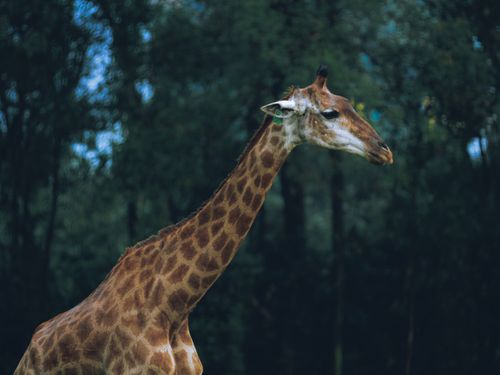 Free Detailed close-up of a giraffe in a lush, green outdoor setting. Stock Photo