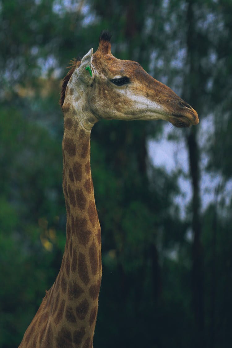 Close-Up Shot Of A Giraffe 