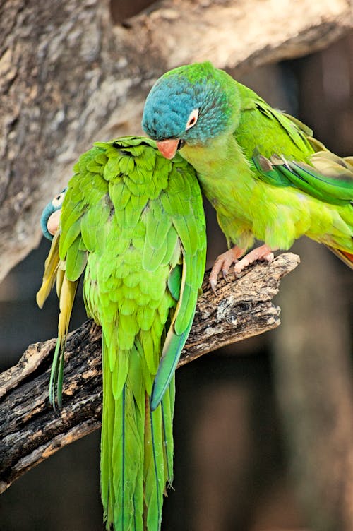 Free stock photo of parrots