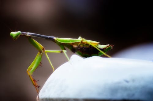 Free stock photo of mantis religiosa