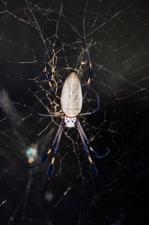 Free stock photo of spider, spider web