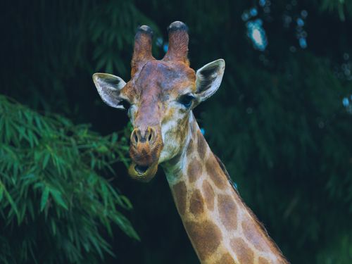 Free Close-up shot of a giraffe surrounded by lush green foliage, showcasing its unique features. Stock Photo