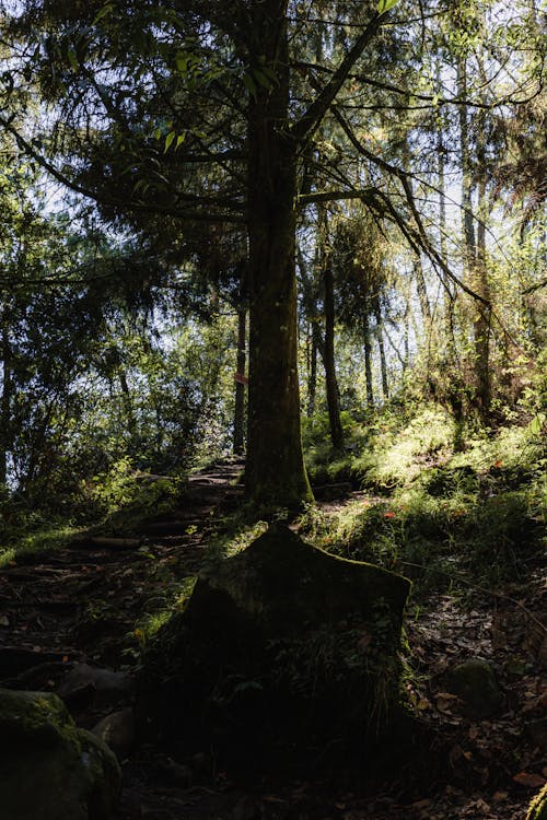 Бесплатное стоковое фото с вертикальный выстрел, вечнозеленый, дерево