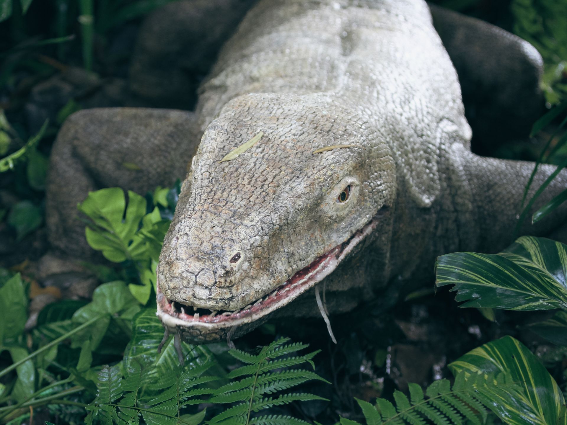 Close-Up Shot of a Monitor Lizard