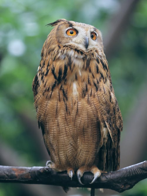 Close-Up Shot of an Owl