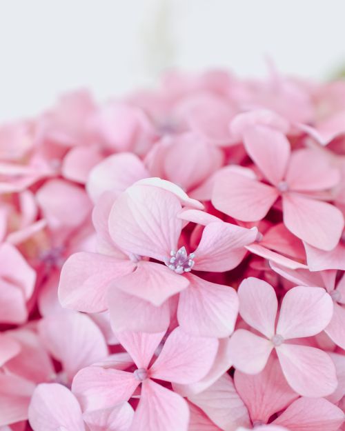 Free Delicate pink hydrangea flowers captured in a close-up shot, highlighting their natural beauty. Stock Photo