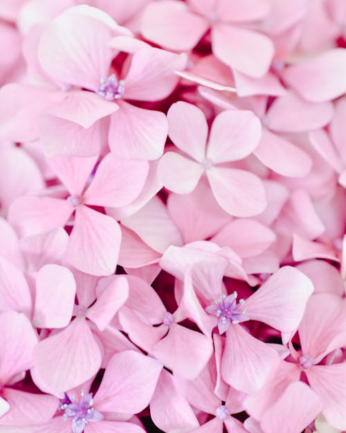 Close-Up Shot of Blooming Pink Hydrangea Flowers