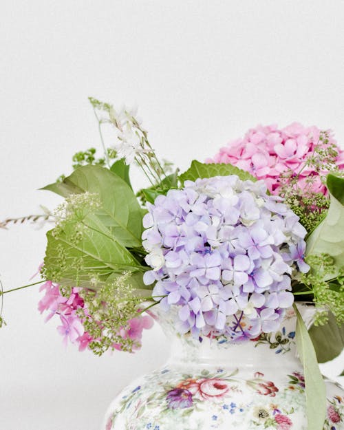 Základová fotografie zdarma na téma bílé pozadí, detail, fialové květiny