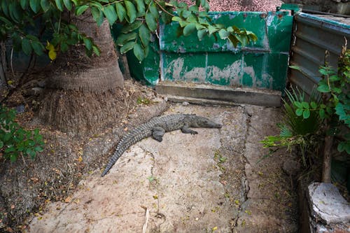 Foto d'estoc gratuïta de animal, arbre, Cocodril