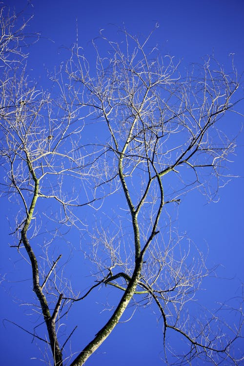 Foto d'estoc gratuïta de arbre, branques, cel clar