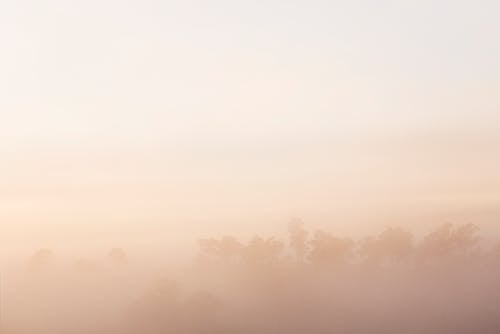 Fotos de stock gratuitas de amanecer, arboles, con niebla