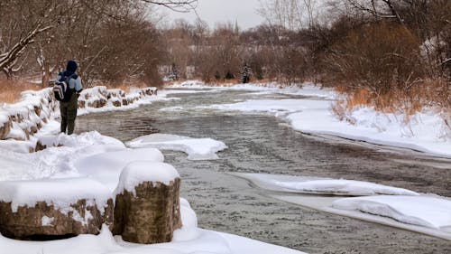 Immagine gratuita di acqua, alberi, congelato