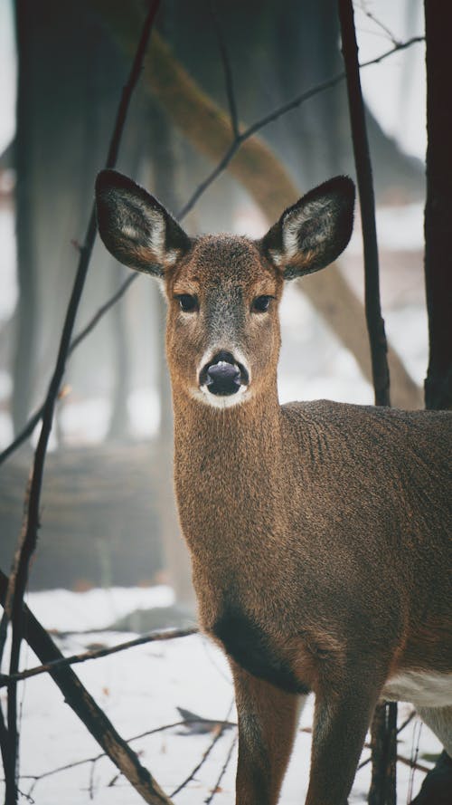 Foto profissional grátis de animais selvagens, animal, inverno