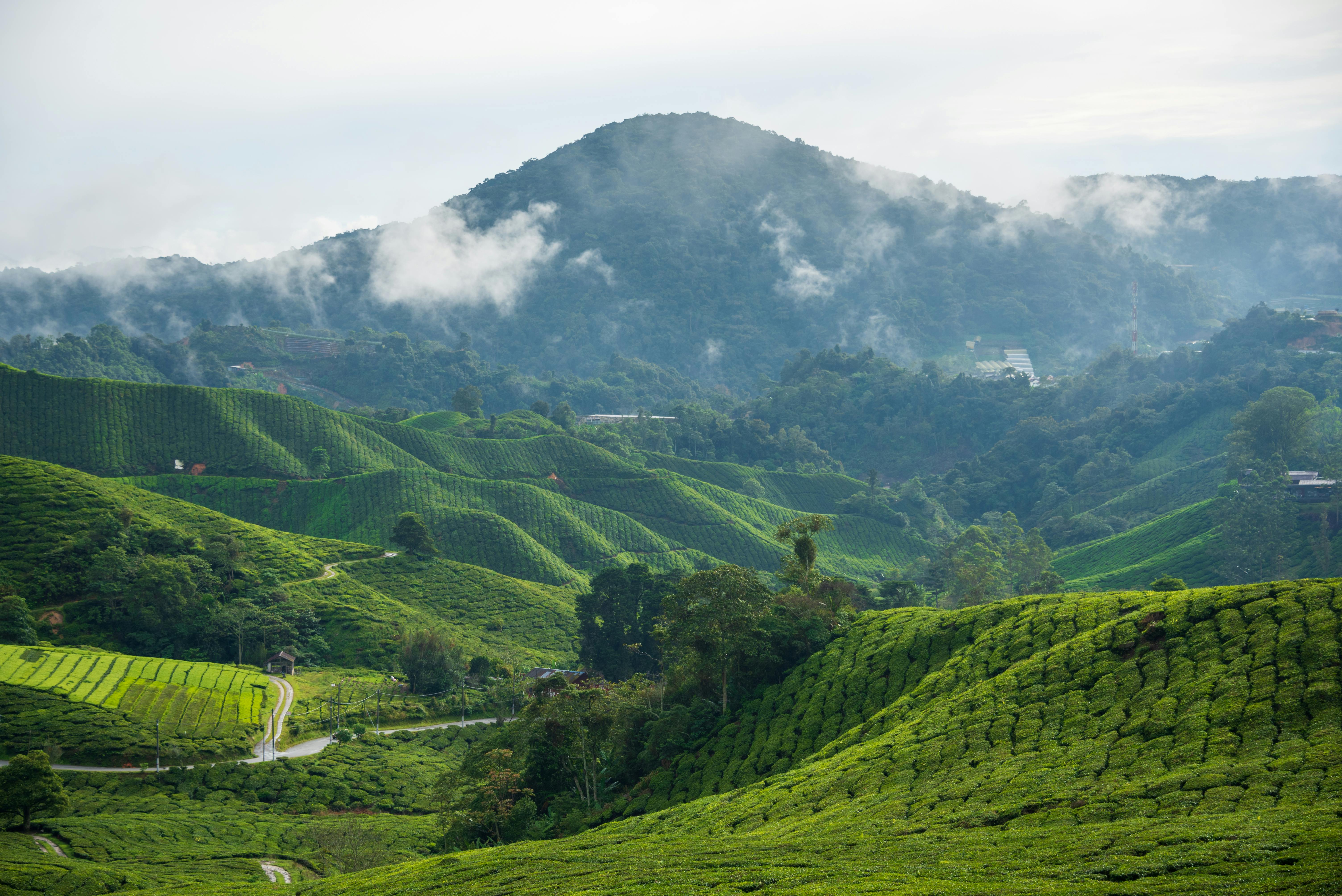 Fields in Mountains · Free Stock Photo
