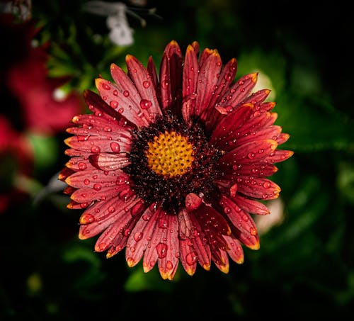 Бесплатное стоковое фото с астровые, беллис переннис, красный цветок