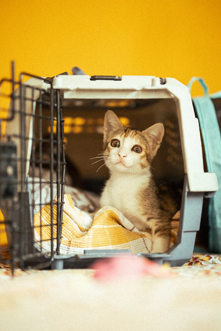 A Cat In A Pet Carrier