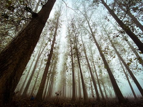 Low angle view of a foggy forest with tall trees and a mystical atmosphere.