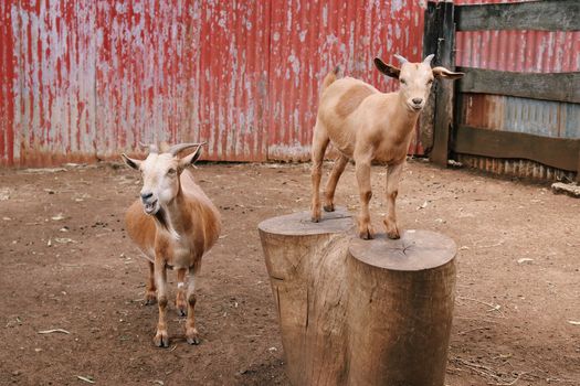 Two goats enjoying their time in a rustic farm environment with a weathered red barn background.