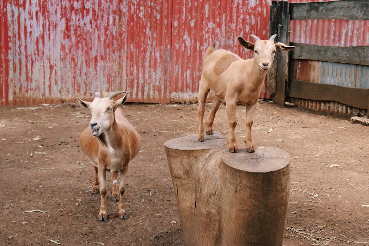 Brown Goats Inside A Farm Shed
