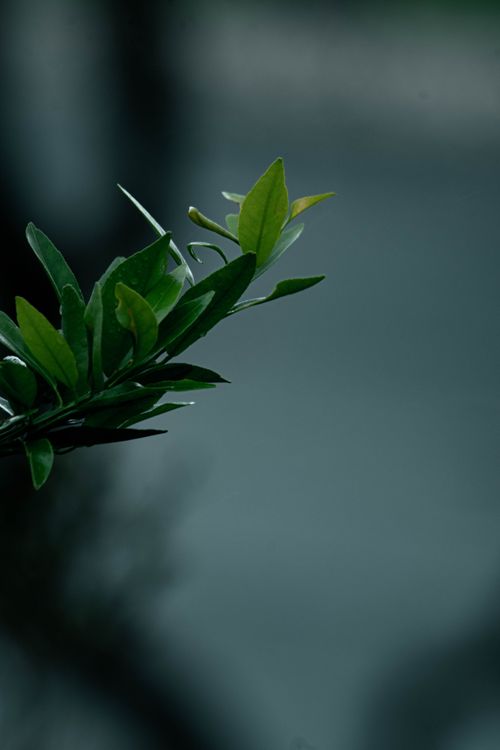Free A dark, moody close-up of green leaves with a blurred background, emphasizing natural beauty. Stock Photo