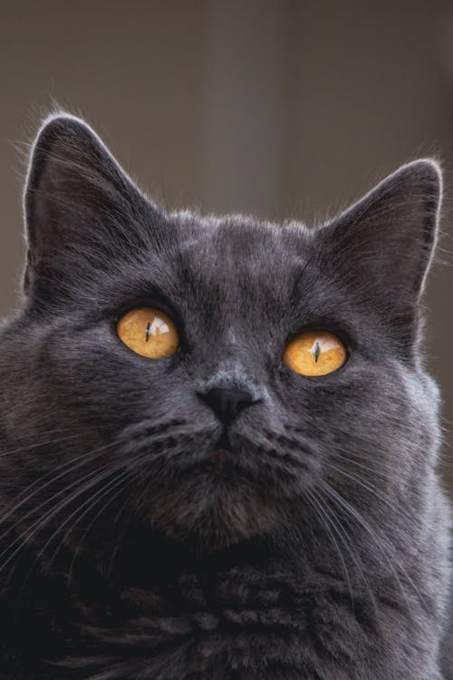Close-Up Shot of Black Cat with Yellow Eyes
