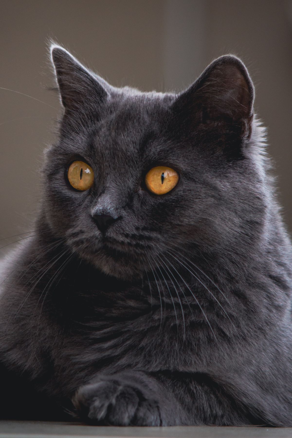 Chartreux Cat: Temperament, Care, Health, Price & Breed Guide