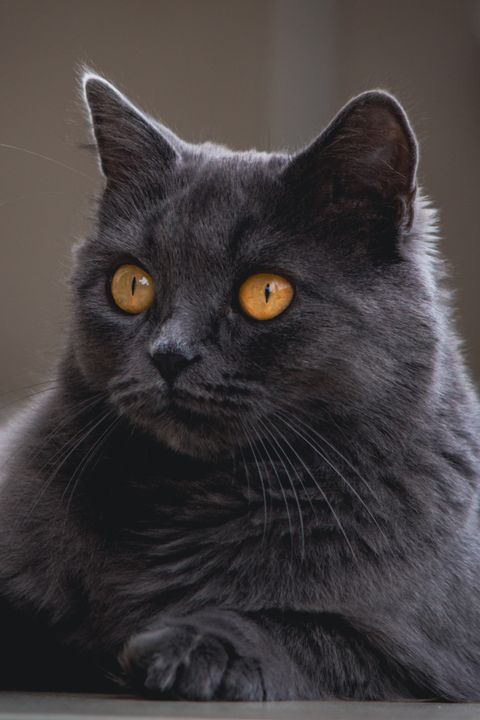 Chat Chartreux : caractère, santé, prix & conseils avant adoption