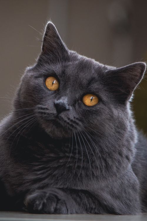 Free Close-up portrait of a calm black cat lying indoors, showcasing vibrant amber eyes. Stock Photo