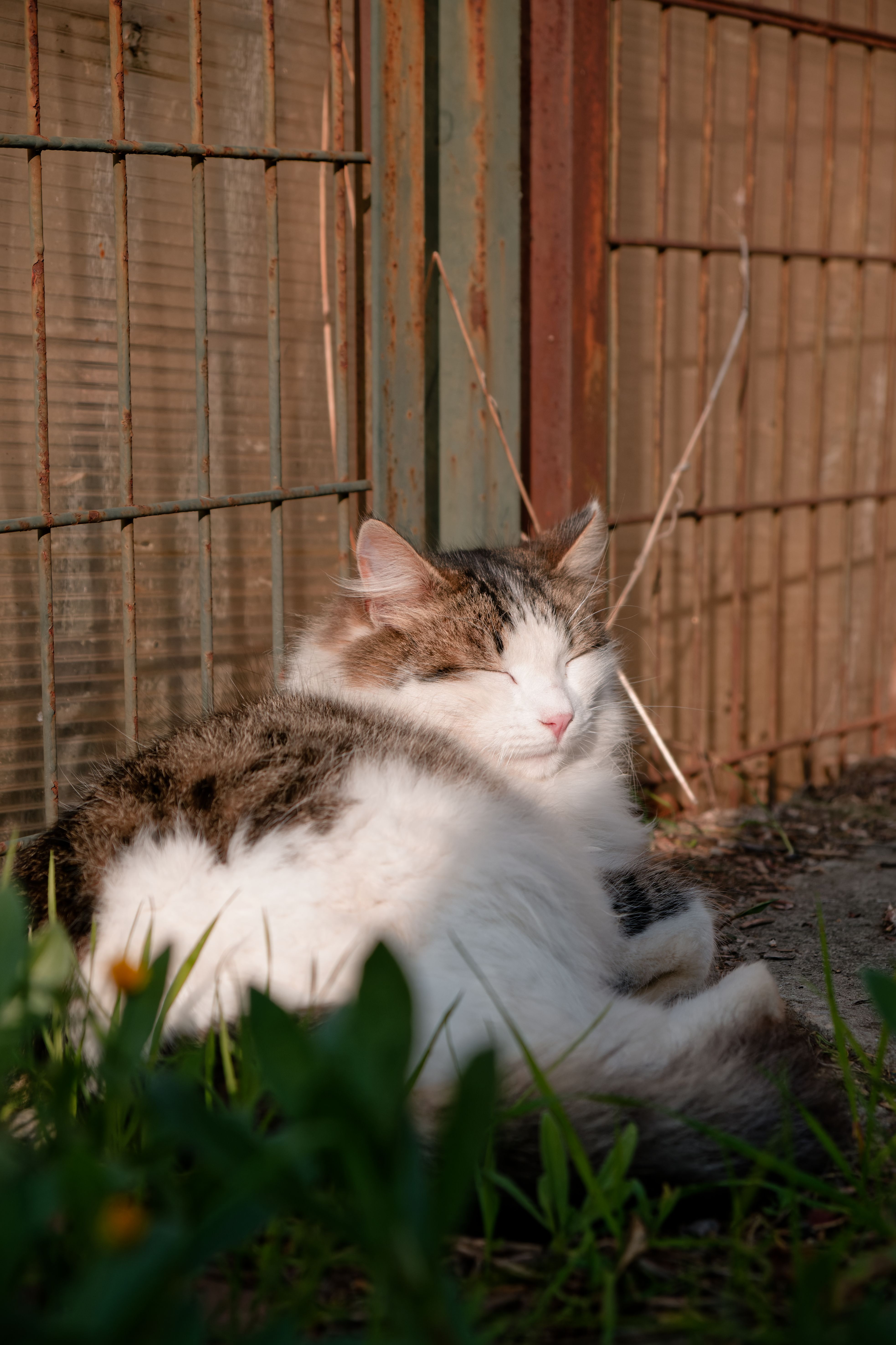 Cat in Garden · Free Stock Photo