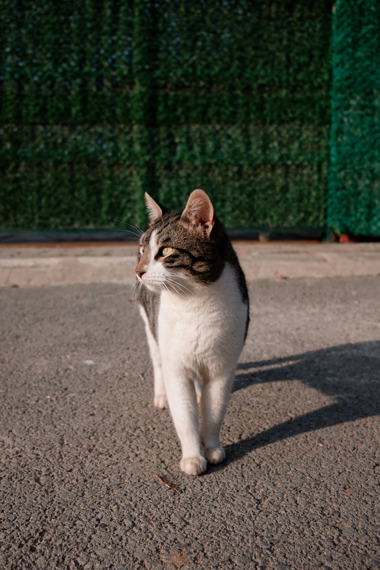 A Cyprus Cat On A Concrete Surface