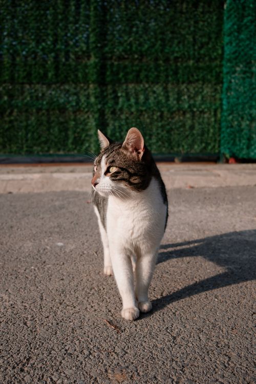Free A tabby cat walking on a pathway under the sun, showcasing its curious nature. Stock Photo