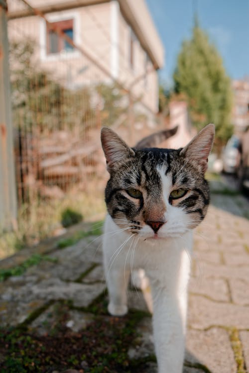 Darmowe zdjęcie z galerii z bezpański kot, chodnik, domowy
