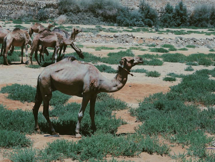 Group Of Dromedary Camels 