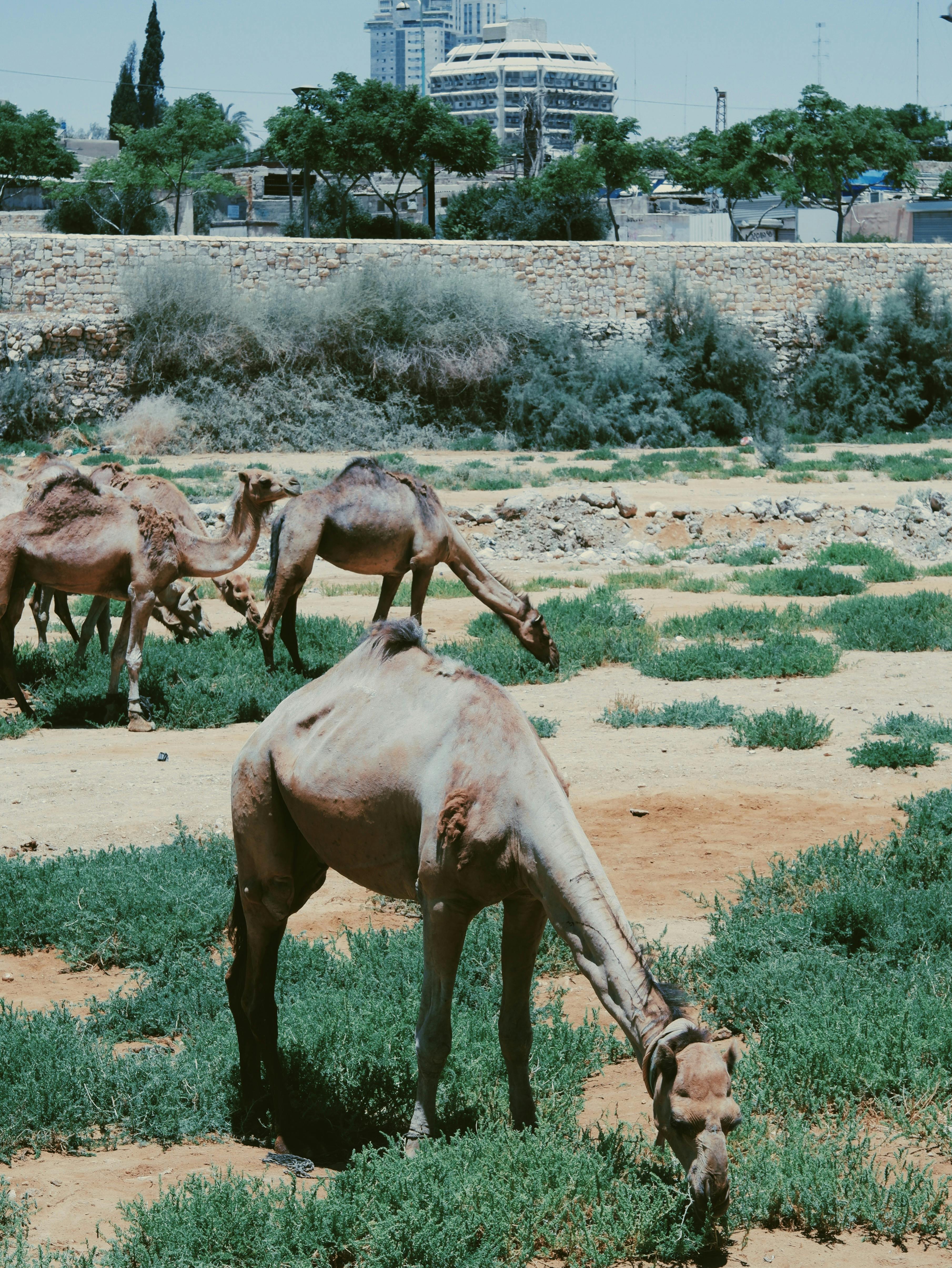 camels grazing in oasis