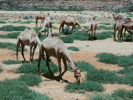 A group of camels grazing on sparse grass in a rocky, arid desert environment.