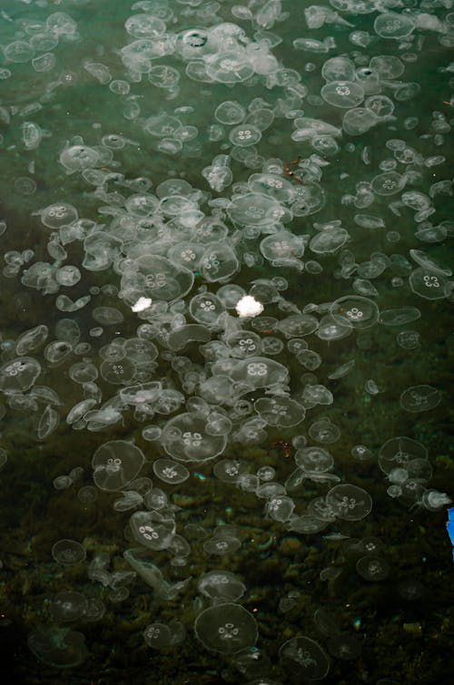 baloncuklar, belli belirsiz, Deniz anası içeren Ücretsiz stok fotoğraf