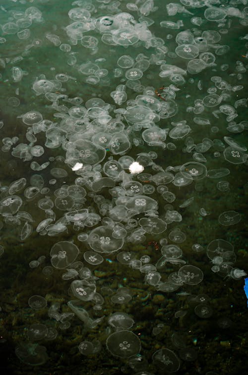 Ücretsiz baloncuklar, belli belirsiz, Deniz anası içeren Ücretsiz stok fotoğraf Stok Fotoğraflar